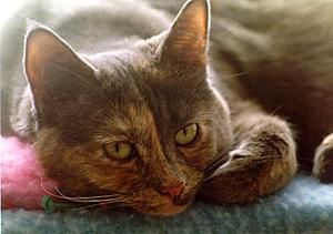 Hemingray Glass ... a cat!