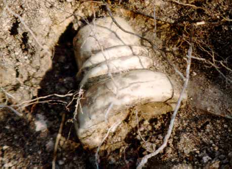 White glazed teapot as it was being dug.