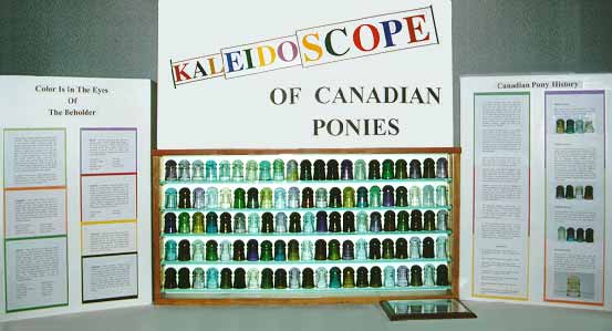 Kaleidoscope of Canadian Ponies - Dudley Ellis, Stockbridge, Georgia